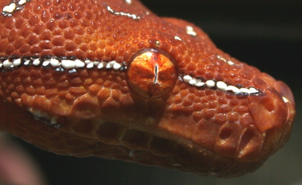 snake eye pupil in humans